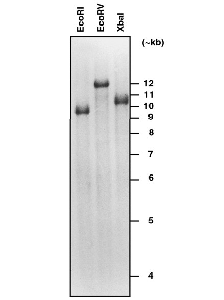 Southern analysis of hsp101 gene.