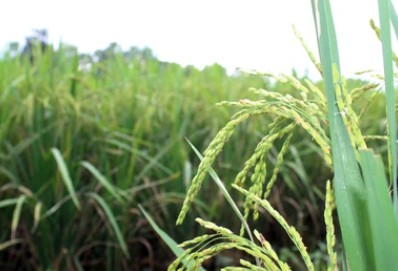 Rice Molecular Characterization Analysis