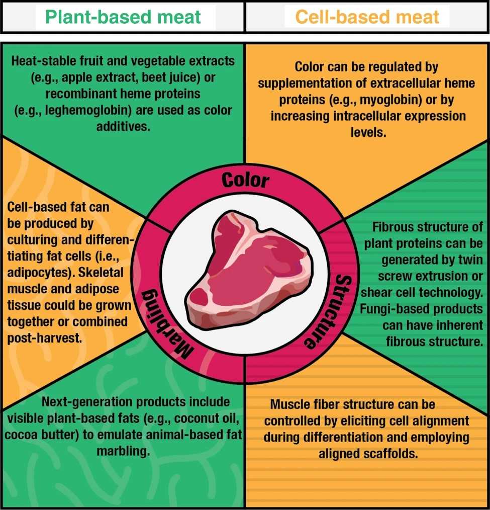 Plant-based and cell-based strategies for emulating appearance properties (color, marbling, structure) of meat.