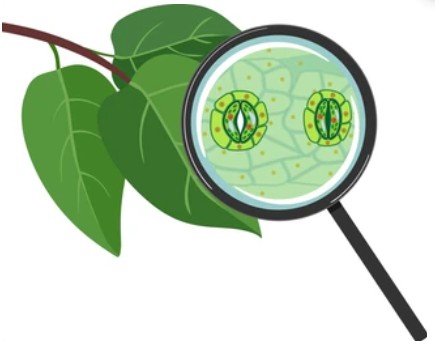 Detection of Plant Cell Activities