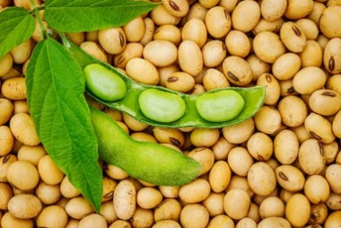 Soybean Molecular Characterization Analysis