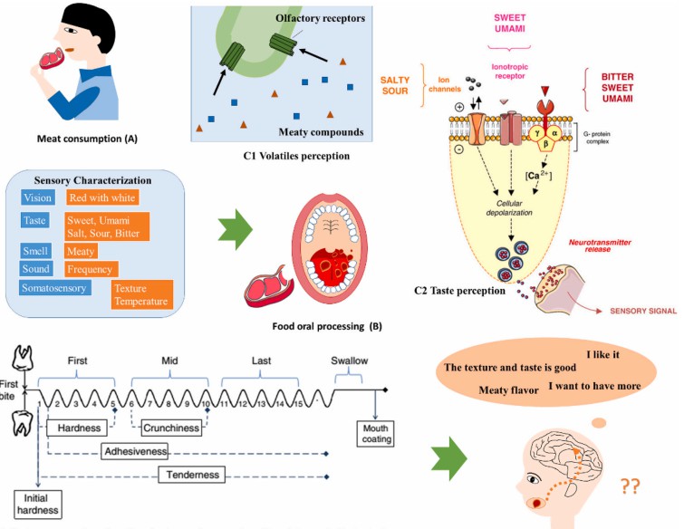 Meat perception during food oral processing.