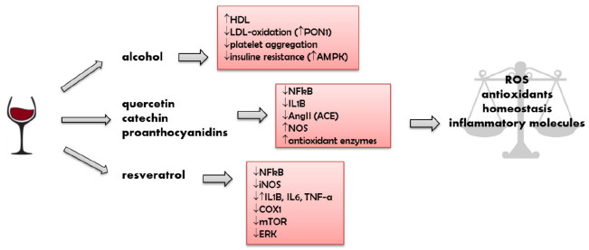 Red wine constituents and their action on biological mechanisms.