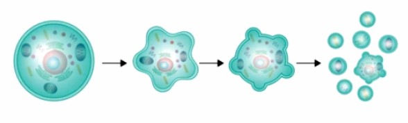 Detection of Plant Cell Death