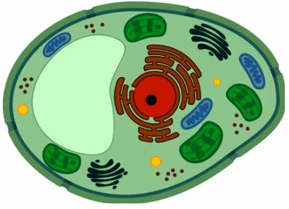 Detection of Plant Cell senescence