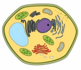 Detection of Calcium Signaling in Plant Cells