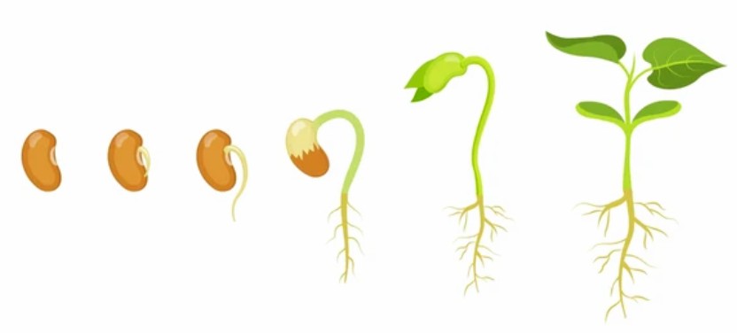 Detection of NO Signaling in Plant Cells