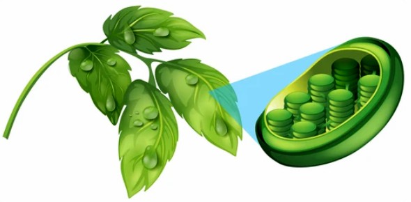 Detection of Signaling in Plant Cells