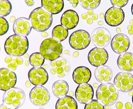 Microalgae Expression System
