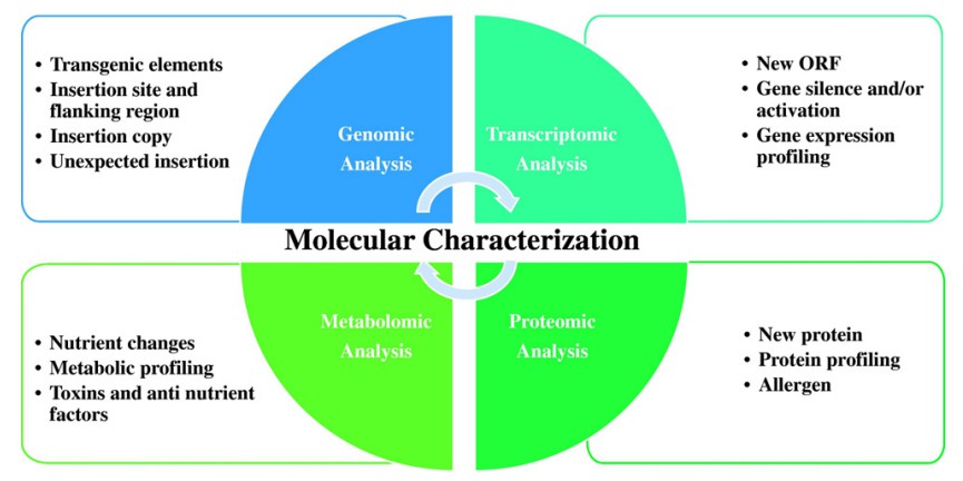 Molecular characterization of genetically modified crops at genomic, transcriptomic, proteomic, and metabolomic levels.