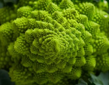 Brassica Romanesco Broccoli Transformation
