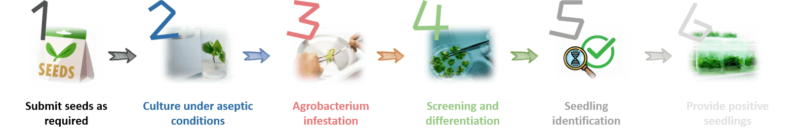 Schematic diagram of the standardized process of Romaine cauliflower genetic transformation. - Lifeasible