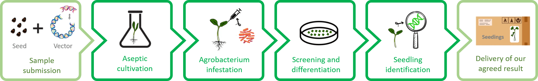 Schematic diagram of the standardized process of flowering cabbage genetic transformation. - Lifeasible