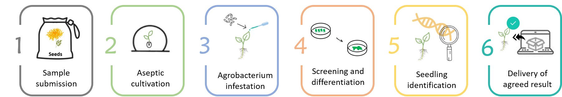 Schematic diagram of the standardized process of chrysanthemum genetic transformation. - Lifeasible