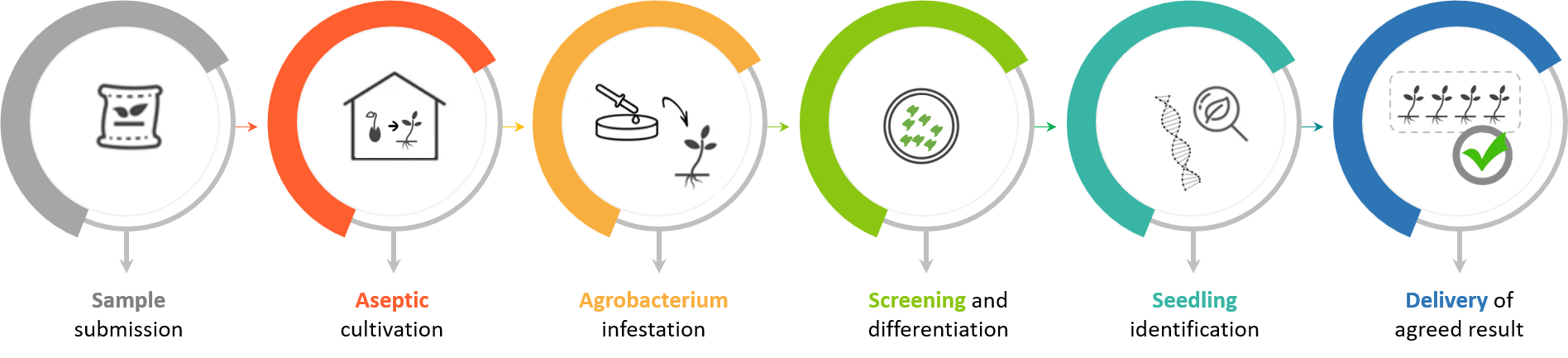 Schematic diagram of the standardized process of grape genetic transformation. - Lifeasible