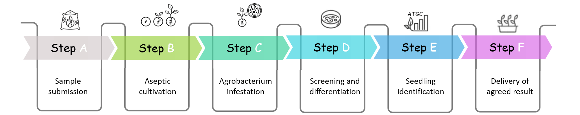 Schematic diagram of the standardized process of brussels sprout genetic transformation. - Lifeasible