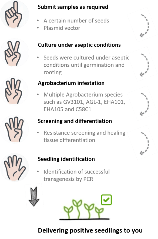 Schematic diagram of the standardized process of broccoli genetic transformation. - Lifeasible