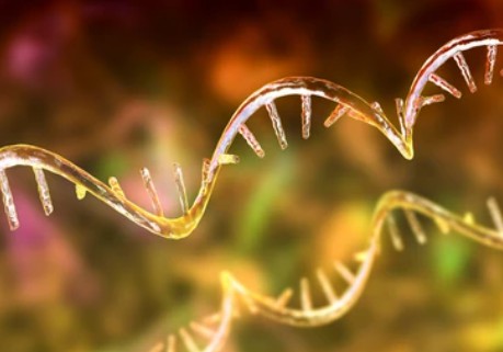 Double-stranded RNA Bacterial Expression