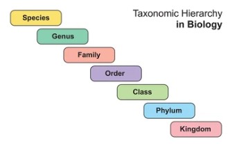 Plant Taxonomic Status and Kinship Identification