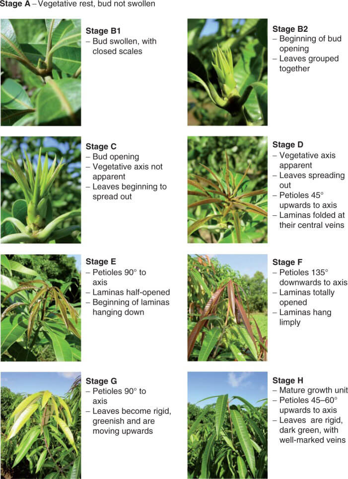 Developmental stages of mango growth unit (axis and leaves).