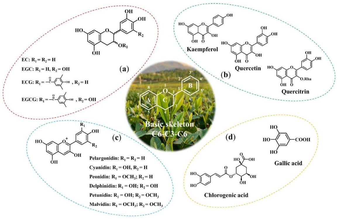 Structures of main polyphenols in tea.