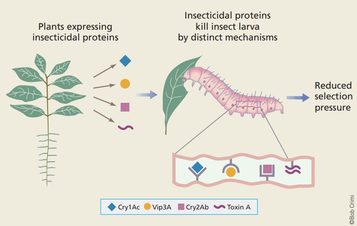 Reducing the rate of insect resistance development.