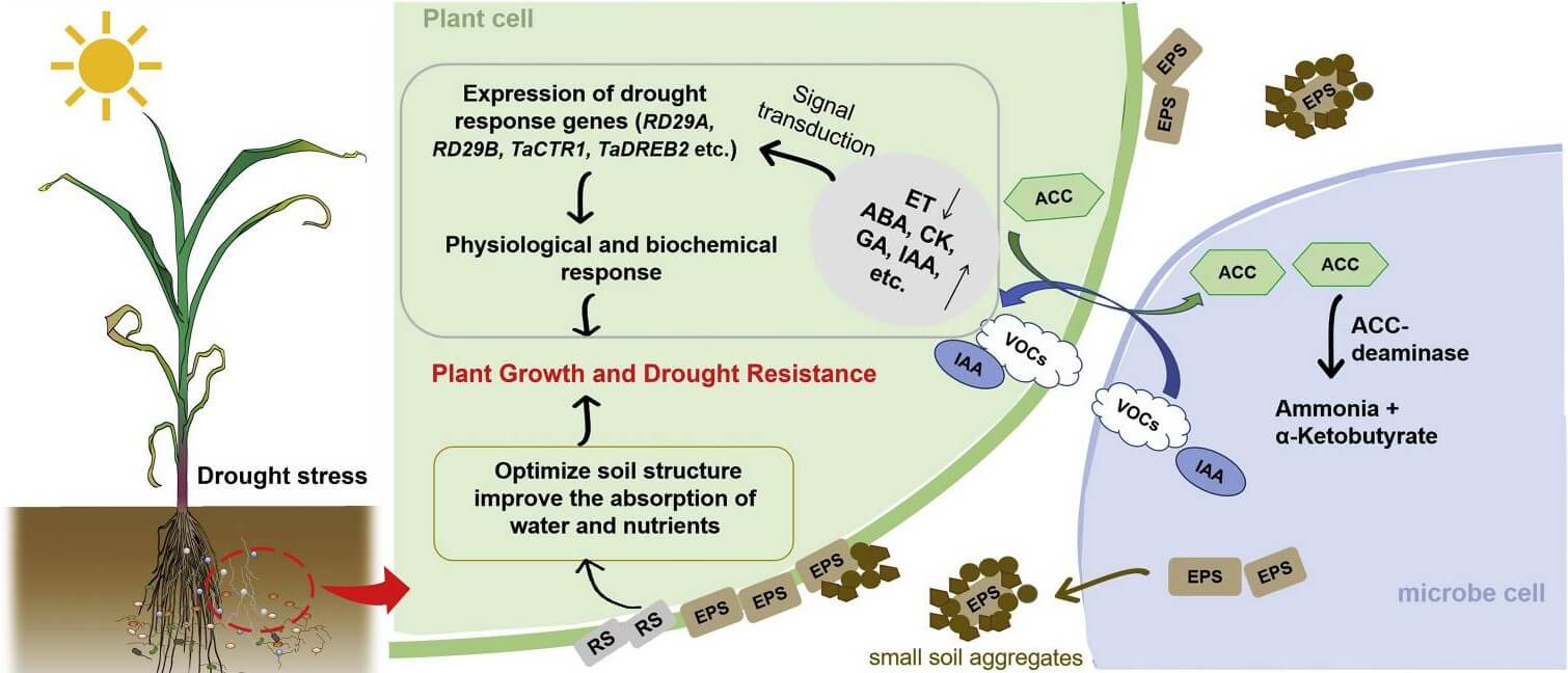 Mechanistic pathway for PGPR-mediated drought tolerance in plants.