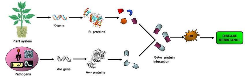 Plant pathogen interaction and development of disease resistance.