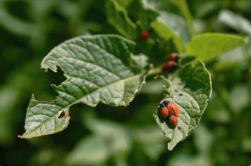 Plant Insect Resistance Identification