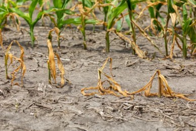 Plant Drought Resistance Identification