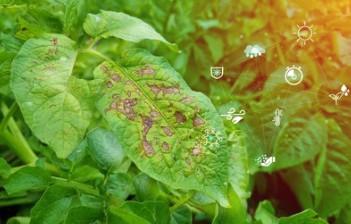 Plant Disease Resistance Identification