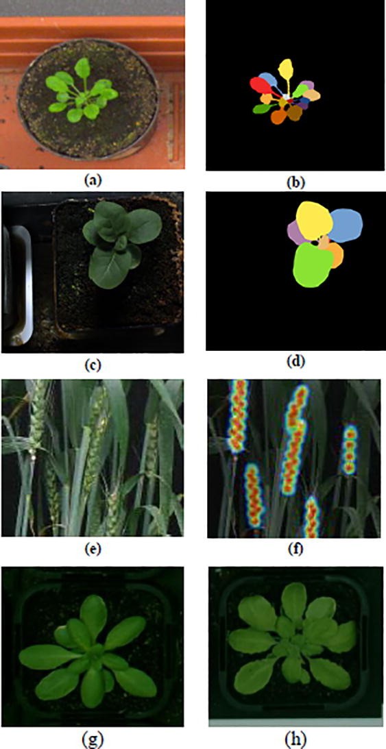 Sample plant images.