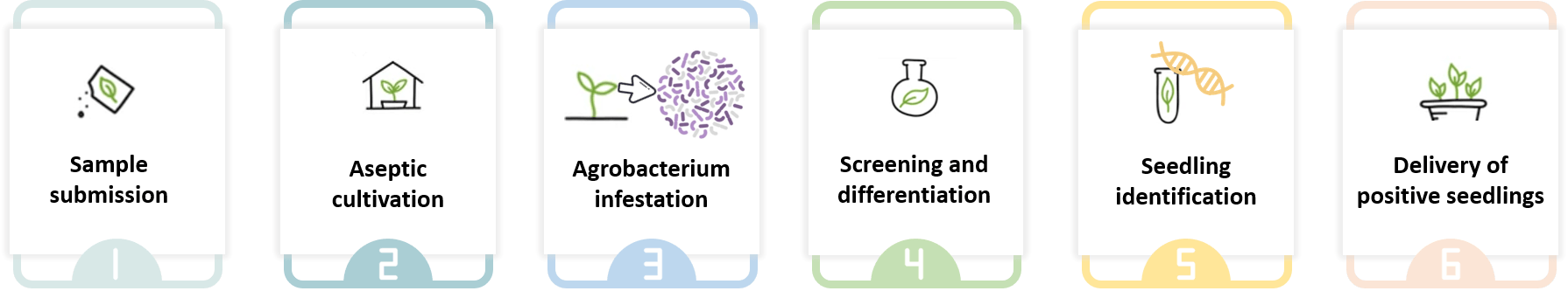 Schematic diagram of the standardized process of cauliflower genetic transformation. - Lifeasible