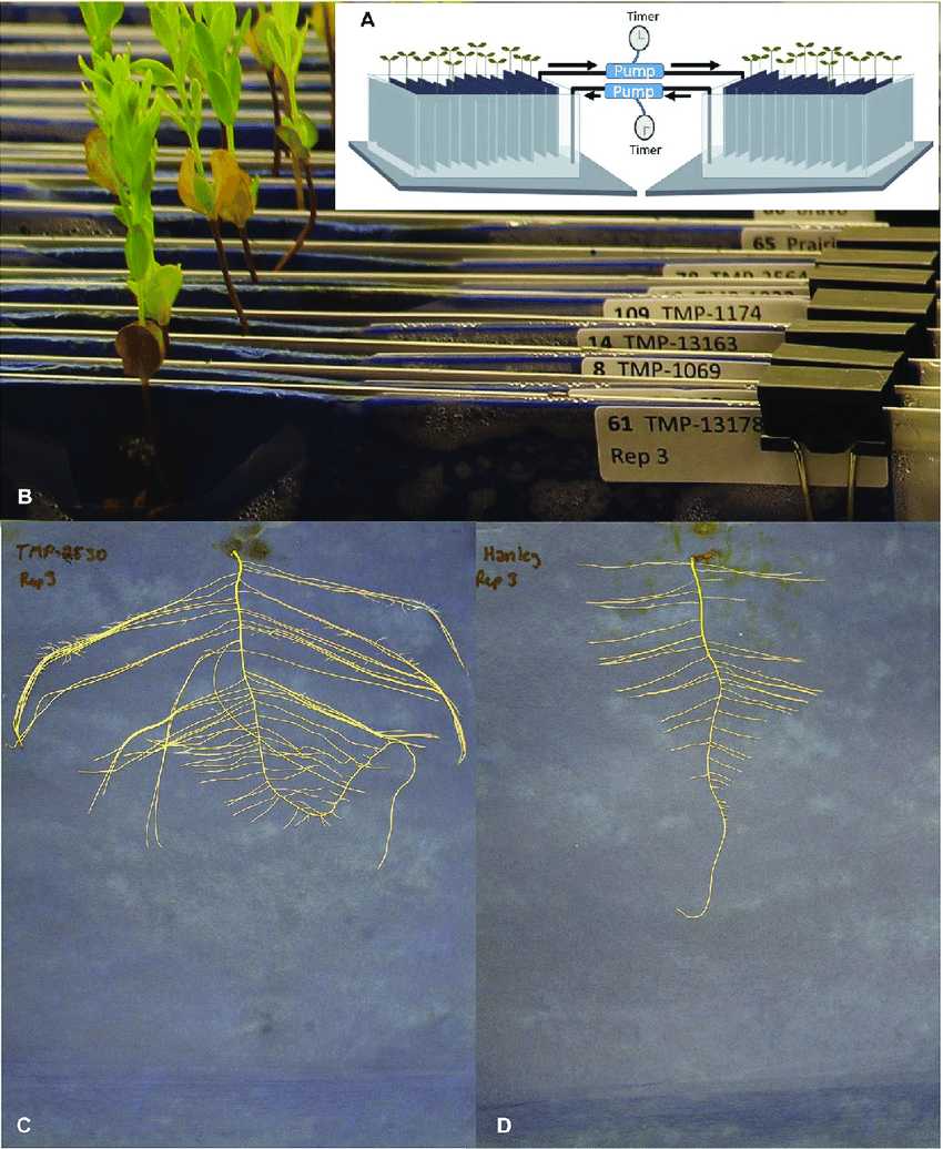 Figure 1. Root phenotyping experiment set-up and representative root images.