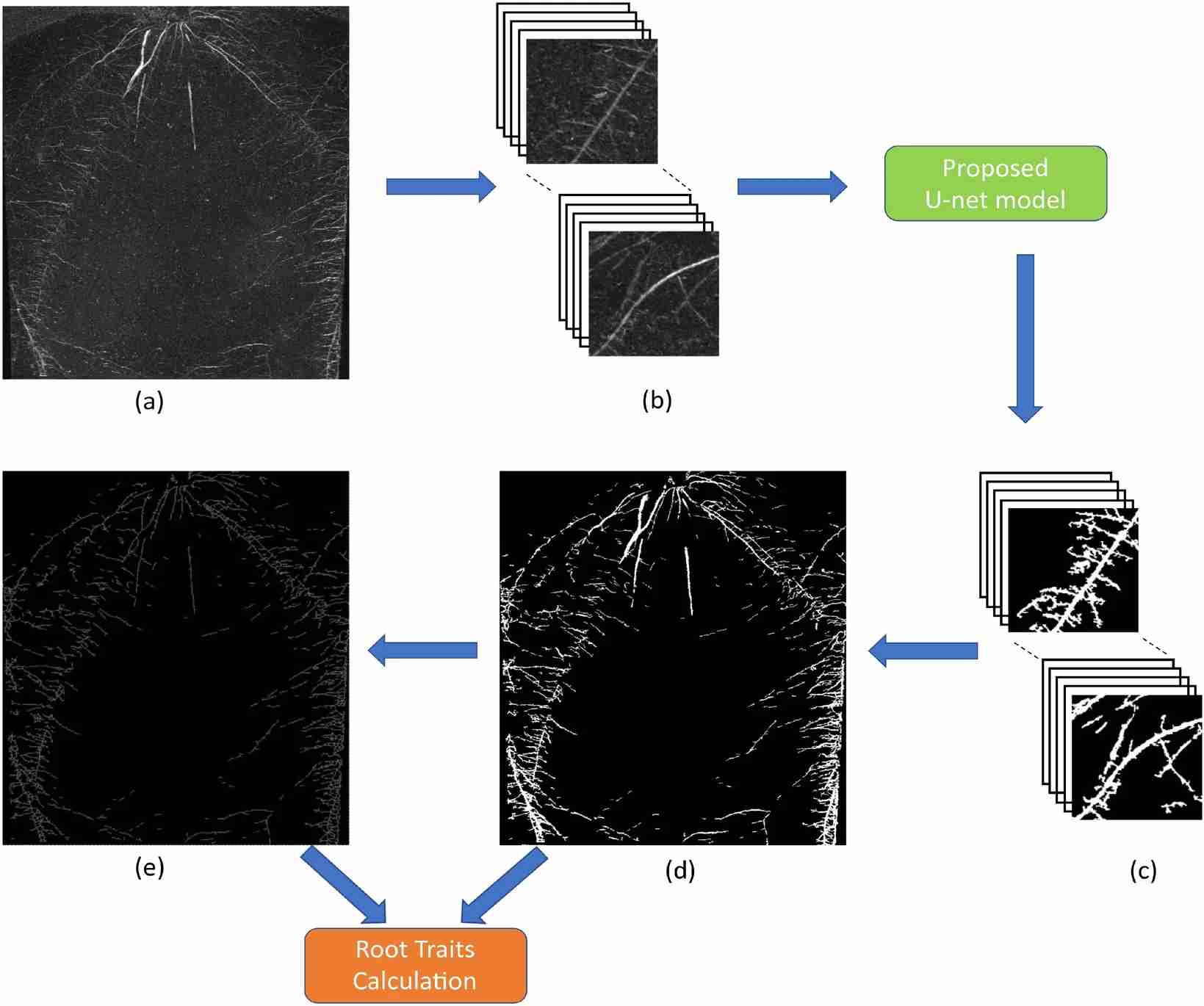 Figure 1. Workflow of the pipeline for image processing and segmentation in fully-automated root image analysis.