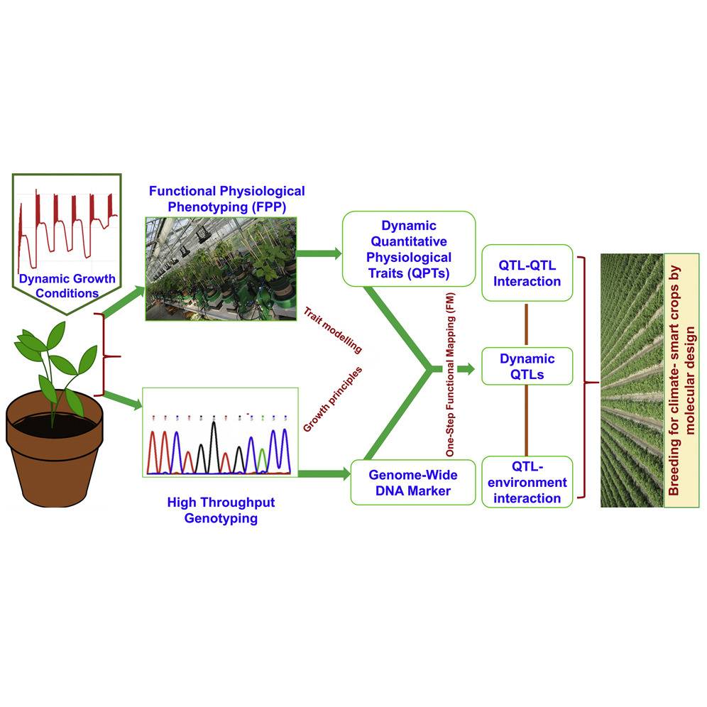 Figure 1. Functional physiological phenotyping with functional mapping.