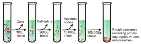 Figure 1. Schematic representation of differential ultracentrifugation-based exosome isolation. (D. Yang et al., 2020)