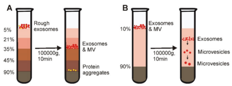 Figure 2. Schematic representative of gradient density ultracentrifugation-based exosome isolation. (D. Yang et al., 2020)