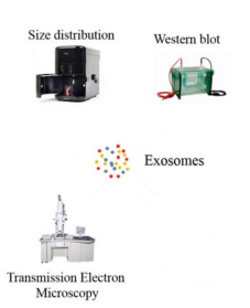 Figure 1. Exosome identification. (X. Wu et al., 2019)