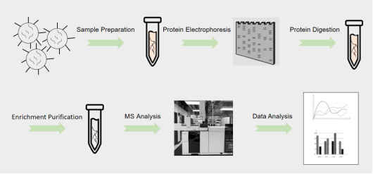 Technical flow chart of Proteome Identification.