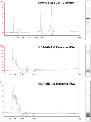 Figure 1. Analysis of RNA from cells and exosomes. (Jenjaroenpun et al., 2013)