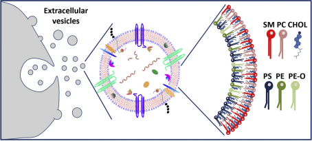 Schematic diagram of lipids in exosomes. (Skotland et al., 2020)