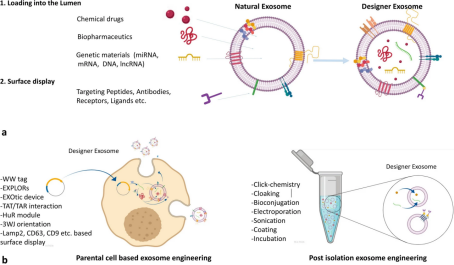 Exosome engineering approaches. (Jafari et al., 2020)