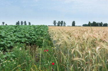 Crop Biodiversity Assessment 