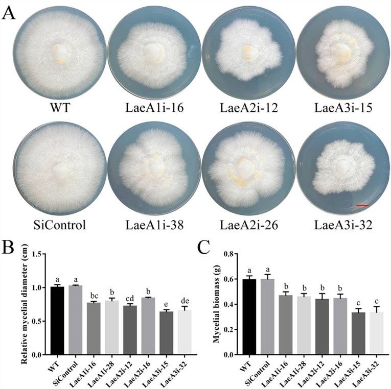 Hyphal growth and biomass of PoLaeA-silenced strains.