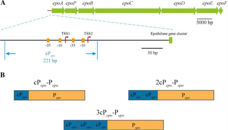 Physical map of the epothilone biosynthetic gene cluster and the promoter Pepo.