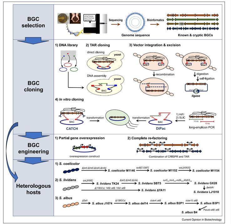 Overview of the heterologous expression of natural product BGCs.