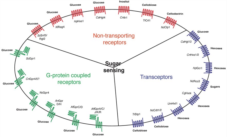 Sugar-sensing proteins in the plasma membrane of fungal cells.