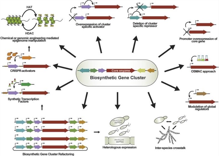 Strategies for transcriptional activation for fungal biosynthetic gene clusters.