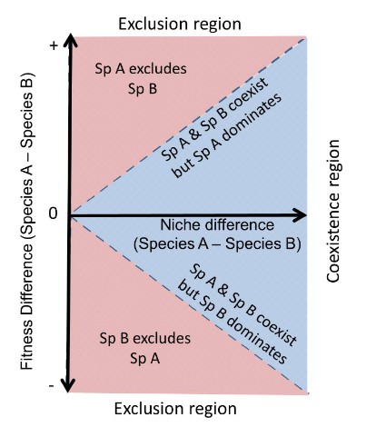 A theoretical coexistence scheme and competitive exclusion between two species.